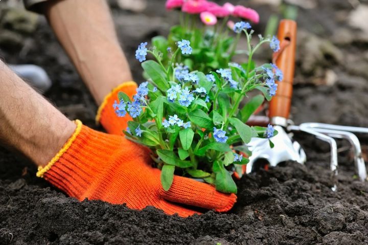 planting flowers  in garden