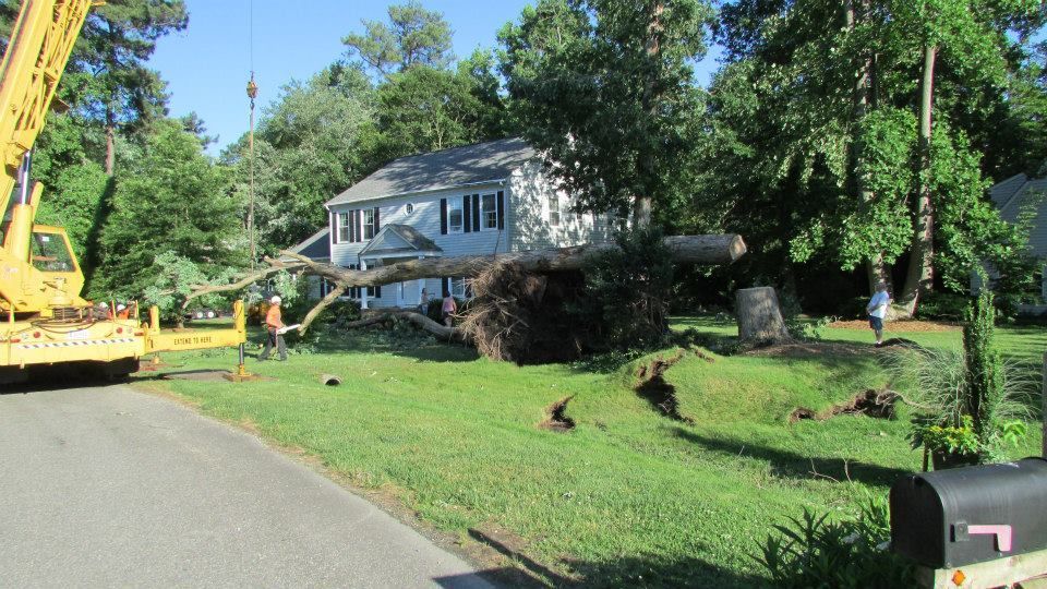 A crane is lifting a tree in front of a house.