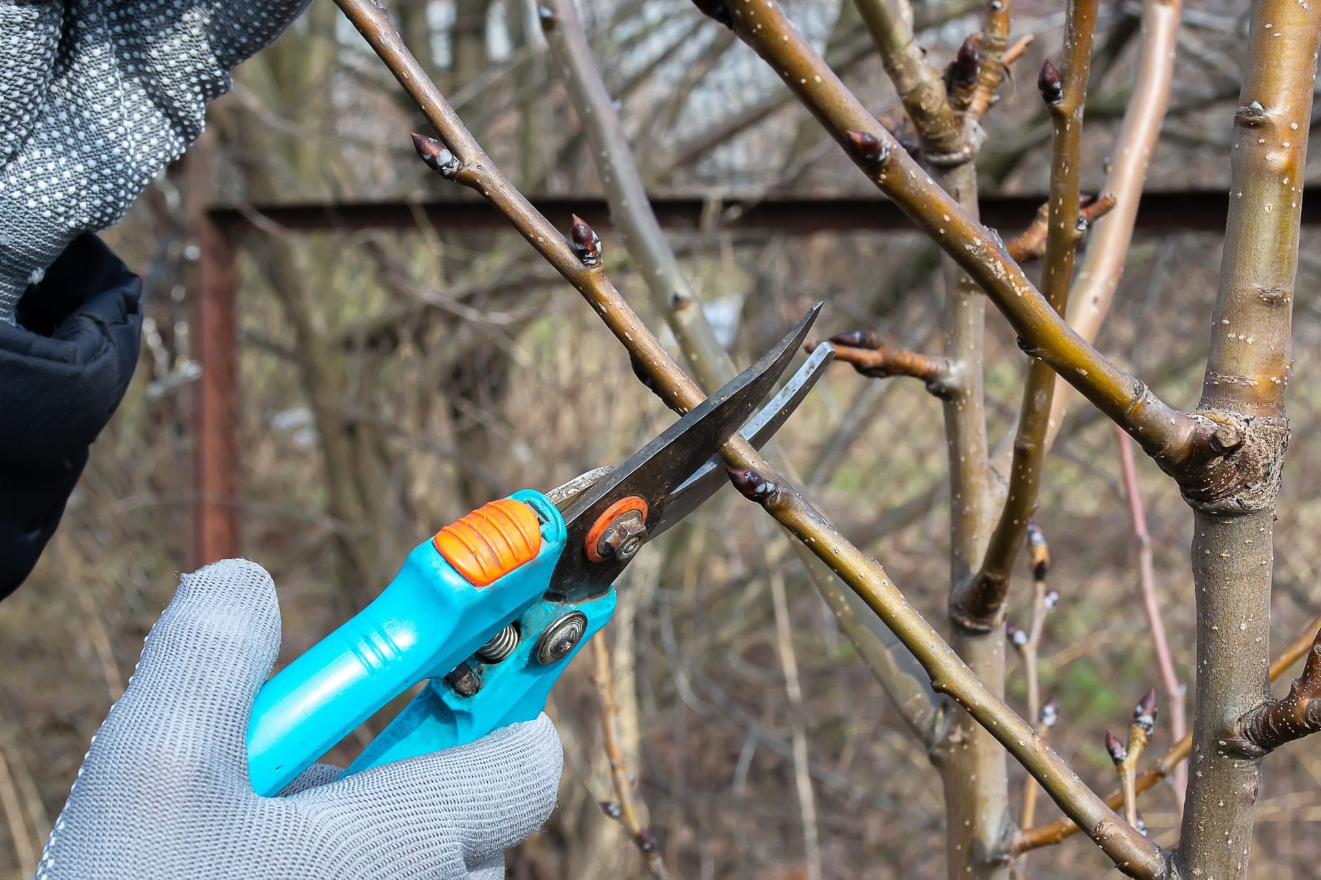 A Person Is Cutting A Tree Branch - Boulder, CO - Juan's Affordable Tree Care