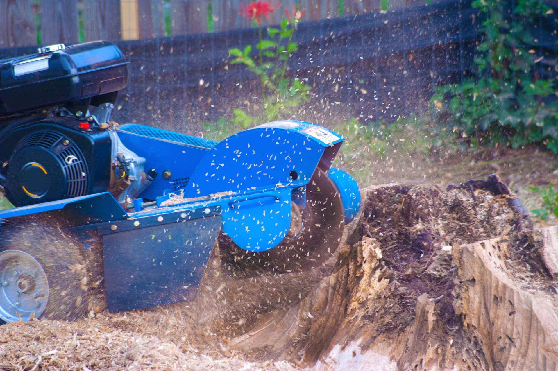 A Blue Stump Grinder Is Working On A Tree Stump - Boulder, CO - Juan's Affordable Tree Care