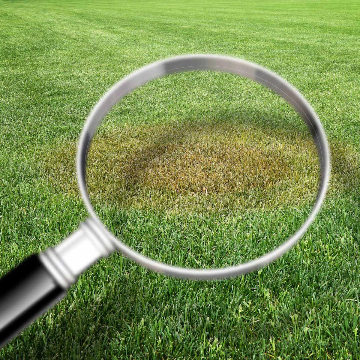 Using Magnifying Glass On Grass — Jacksonville, FL — Pro Care Lawn & Pest