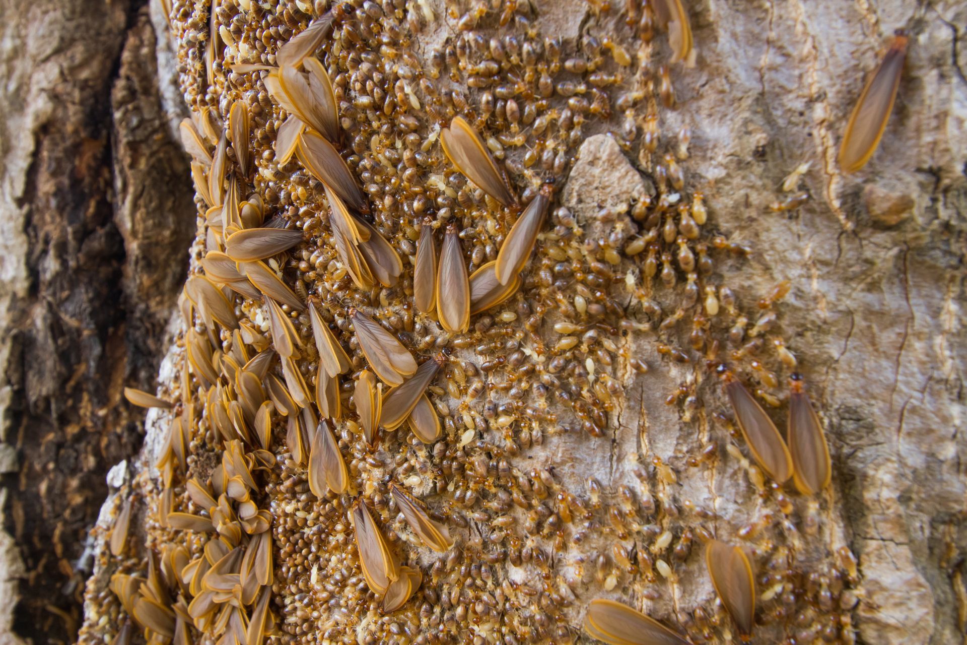 A close up of a pile of termites on a piece of wood.