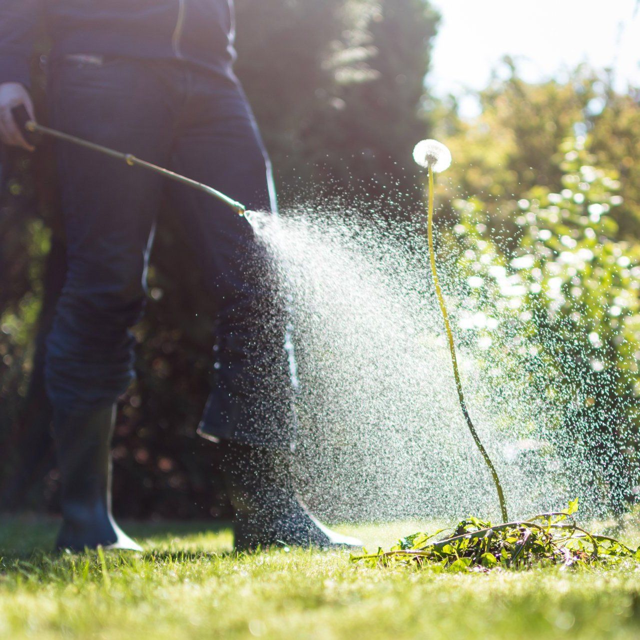 Weed Control — Jacksonville, FL — Pro Care Lawn & Pest