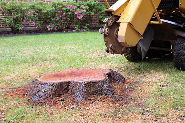 the most common question about tree removal