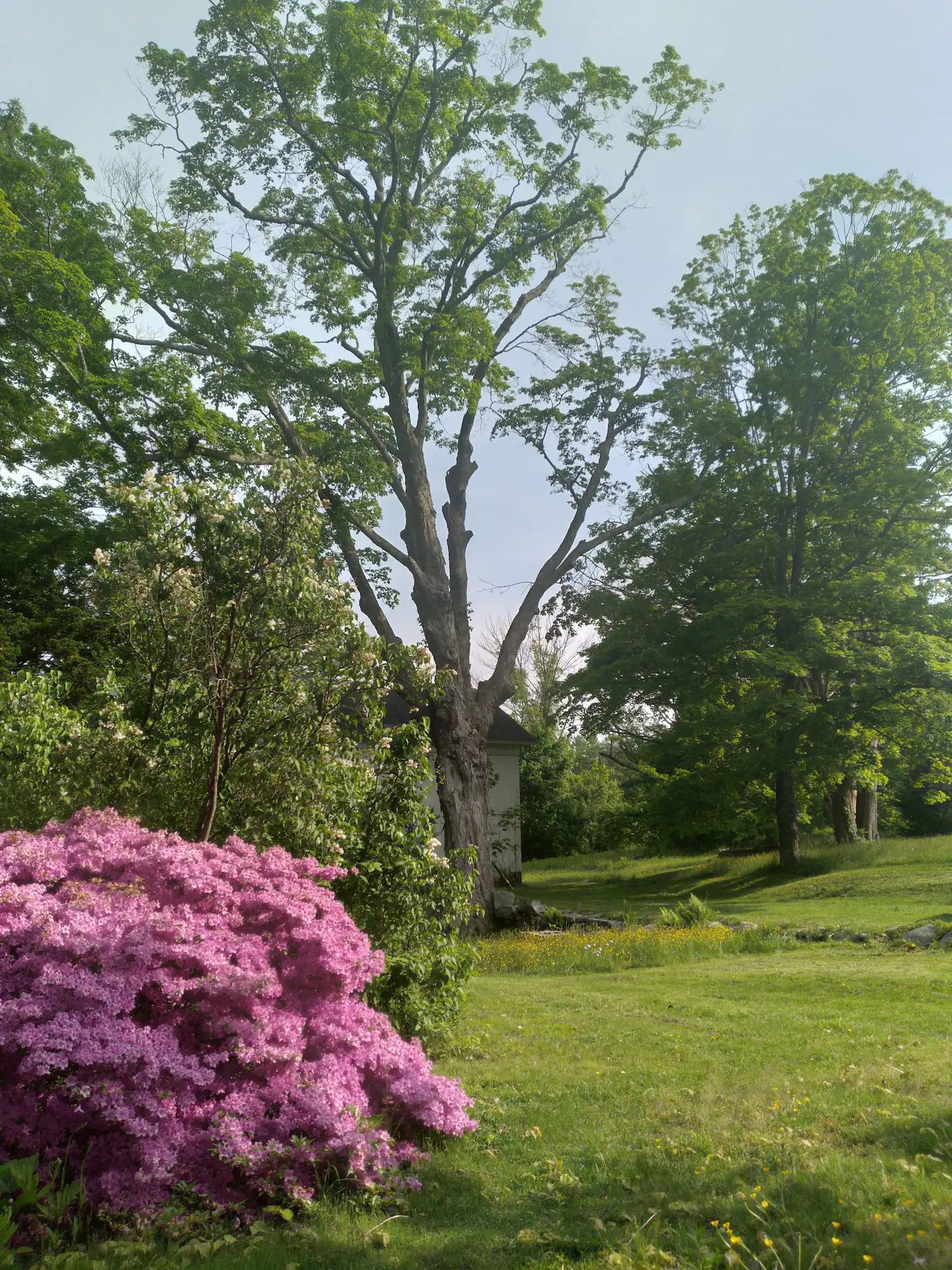 A tree in a park with purple flowers in the foreground