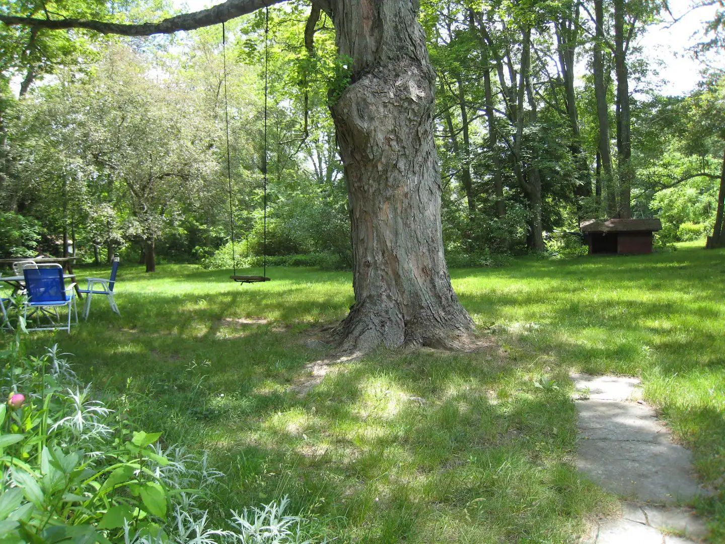 A large tree in the middle of a lush green field