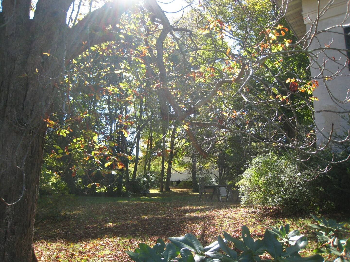 The sun is shining through the trees in the backyard