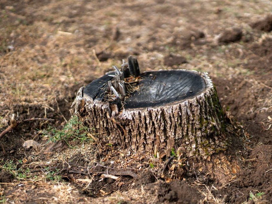 A tree stump is sitting in the dirt in the middle of a field.