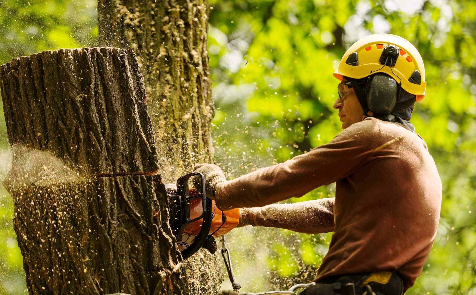 Arborist cuts tree trunk with a chainsaw. Wearing a yellow hard hat and hearing protection, outdoors.
