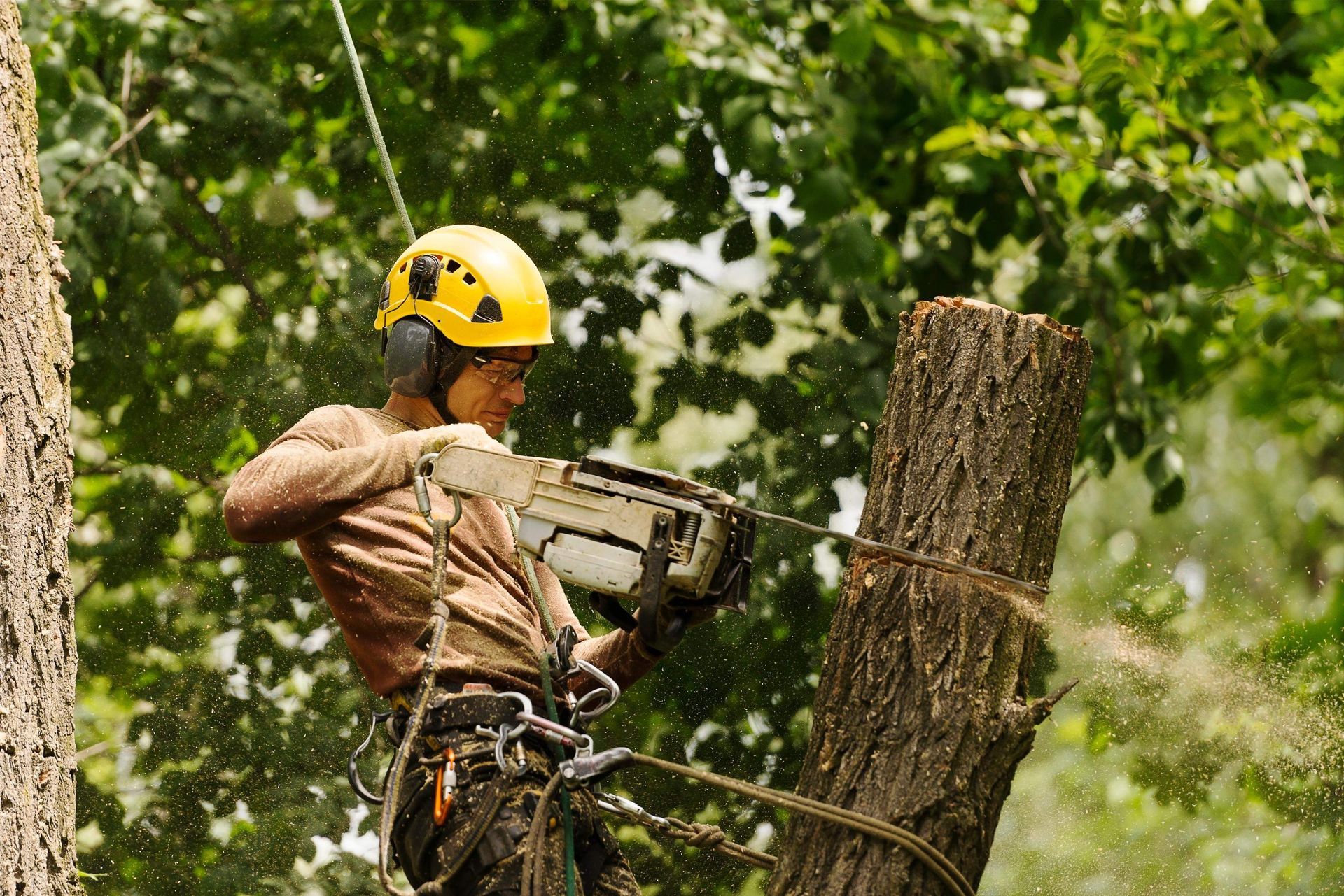 Arborist in yellow helmet uses chainsaw to cut tree trunk outdoors.