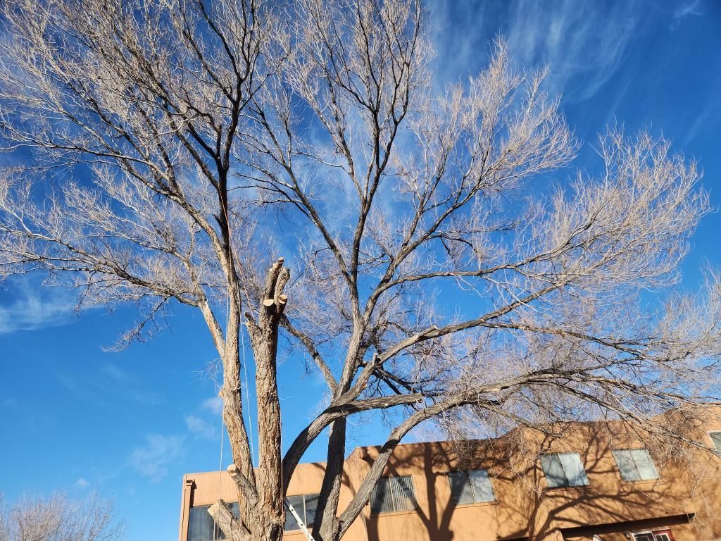 Bare tree against a bright blue sky, casting a shadow on a tan building.