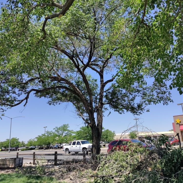 A tree with a lot of branches is in front of a building with a star on it