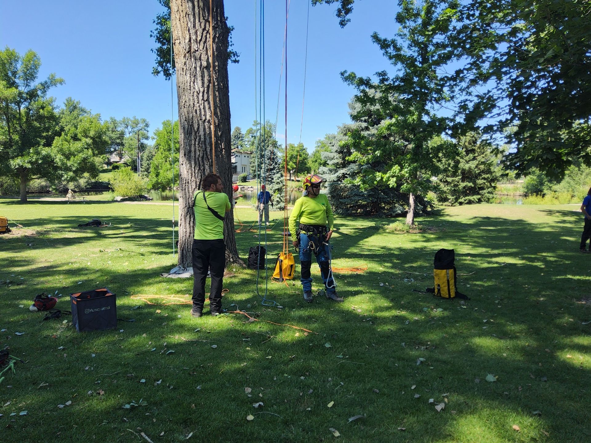Two people in safety harnesses working near a tall tree in a grassy park on a sunny day.