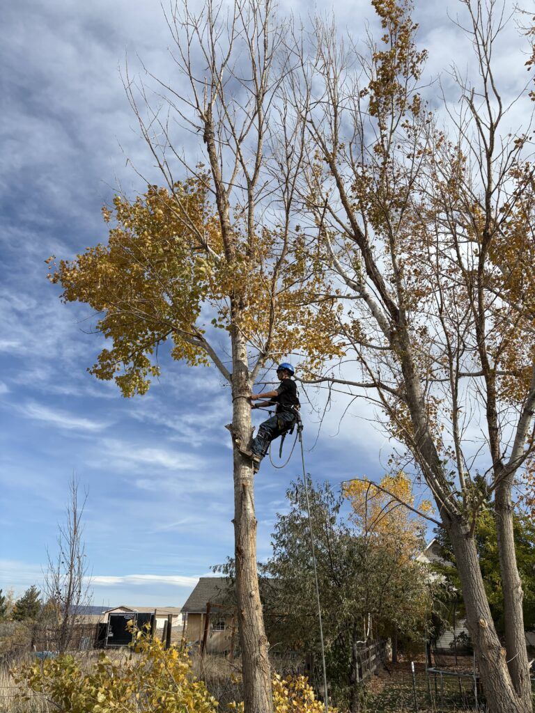 A man is climbing a tree with a chainsaw.