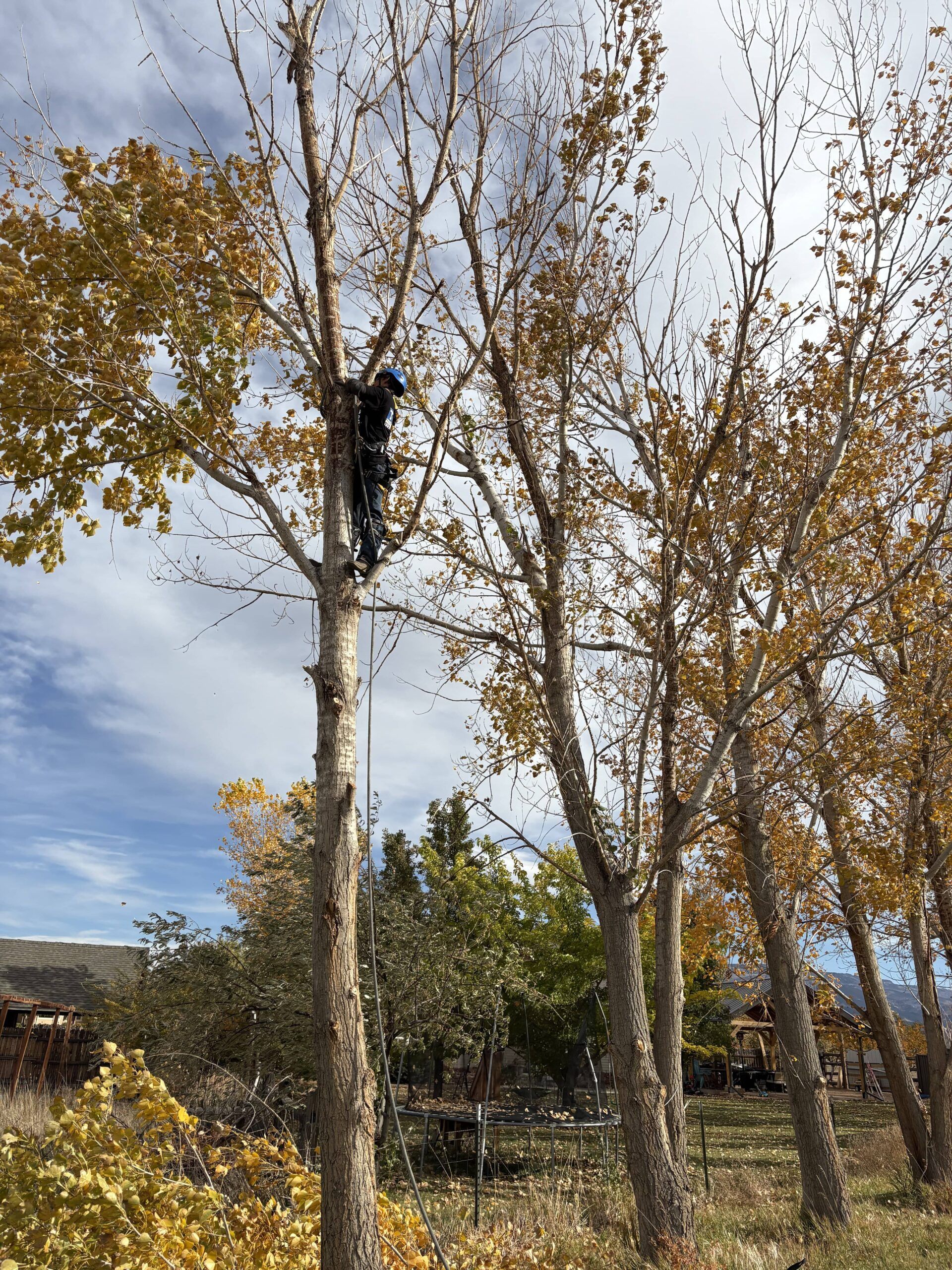 A man is climbing a tree in a forest.