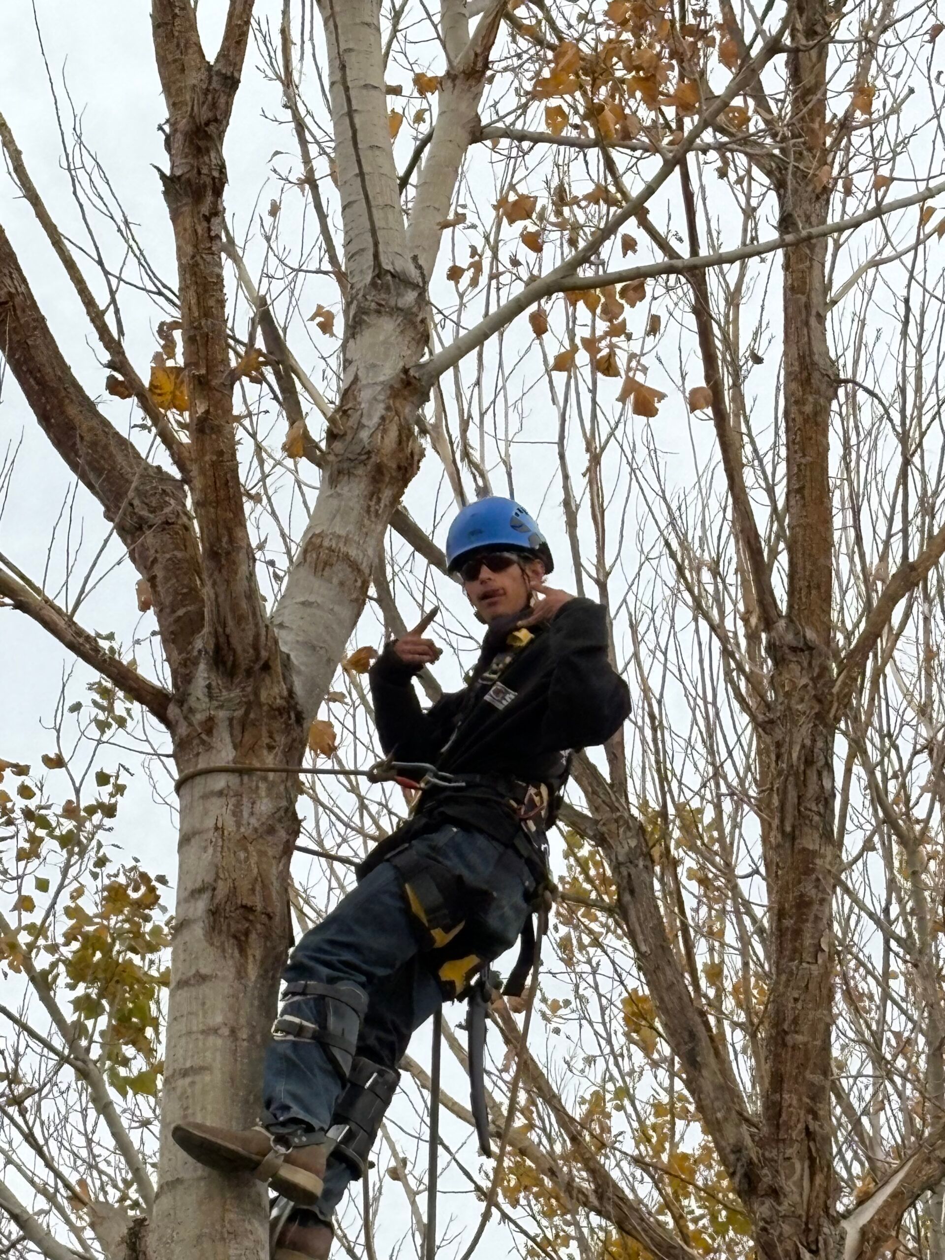 A man wearing a blue hard hat is climbing a tree