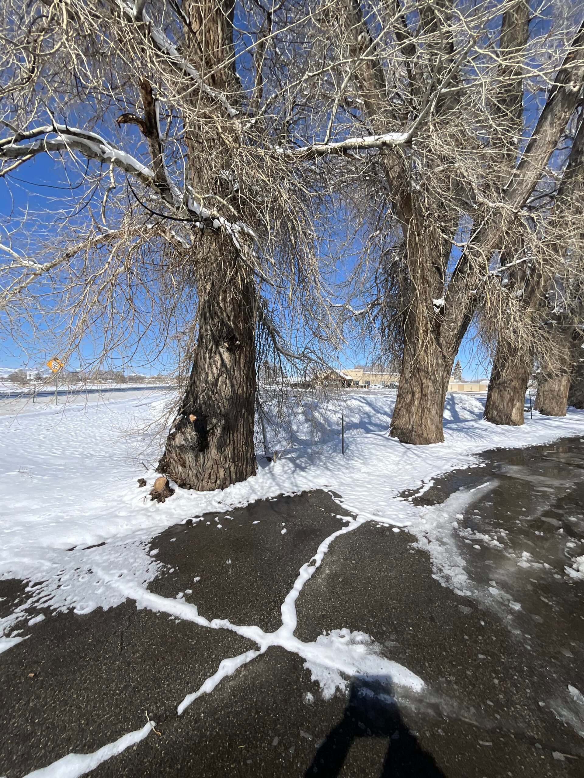 A snowy road with trees in the background and a shadow of a person on the ground.