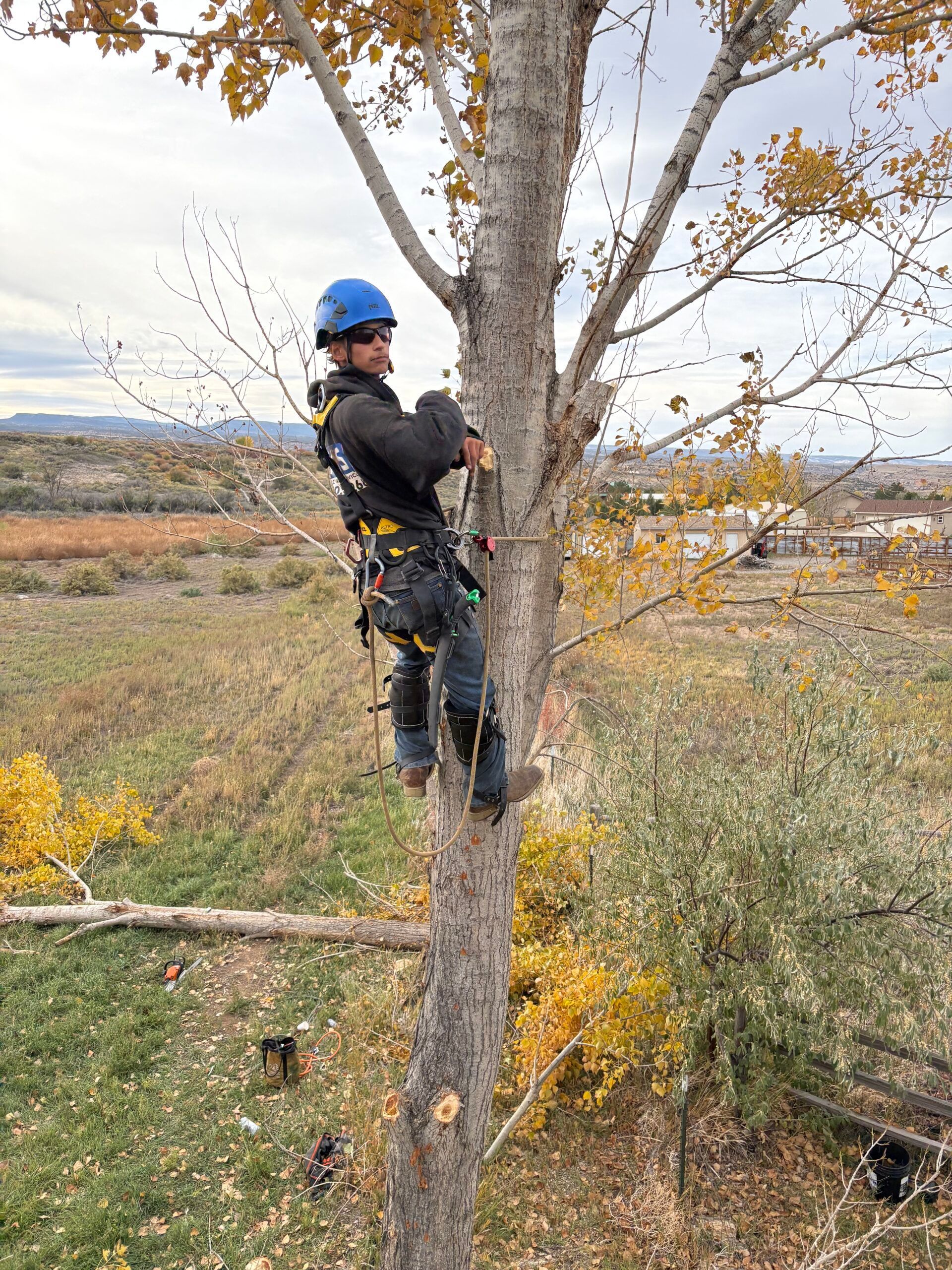 A man in a blue helmet is climbing a tree.