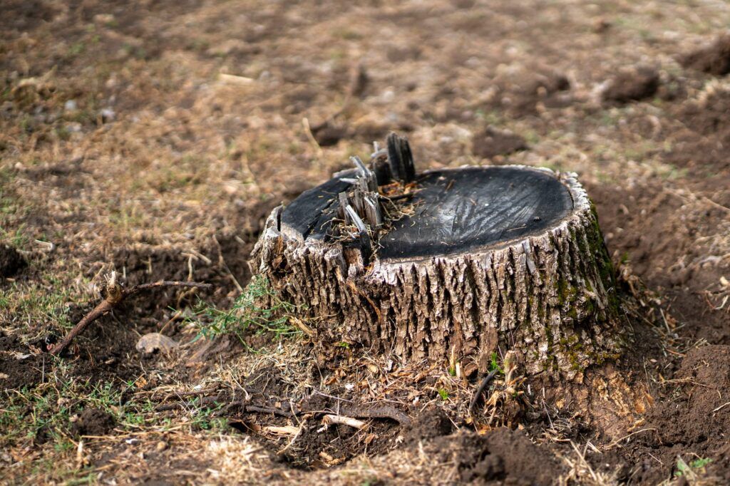 A large tree stump is laying on the ground in front of a building.