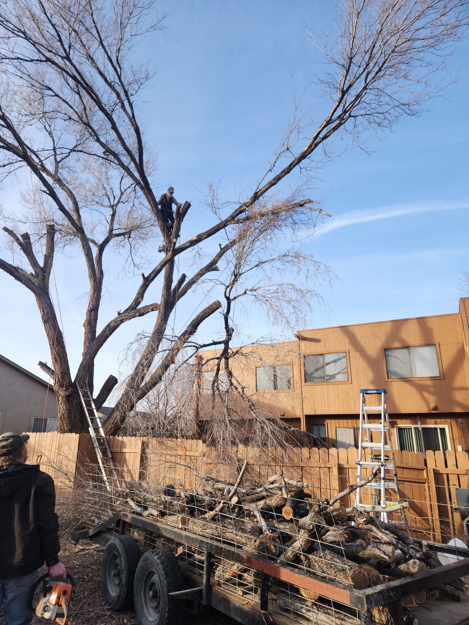 A man is climbing a tree on top of a trailer.