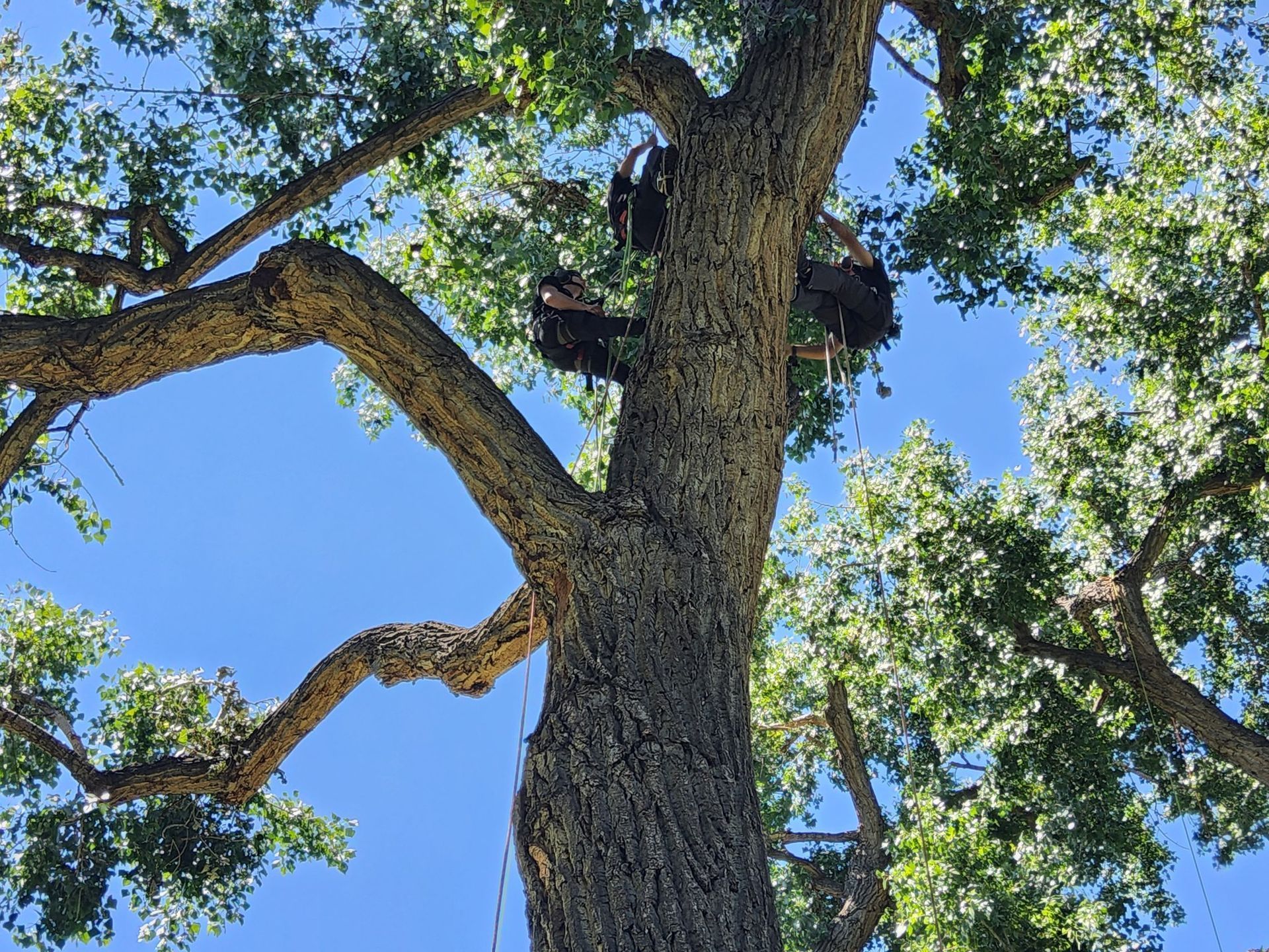 A man is climbing a tree on a sunny day.