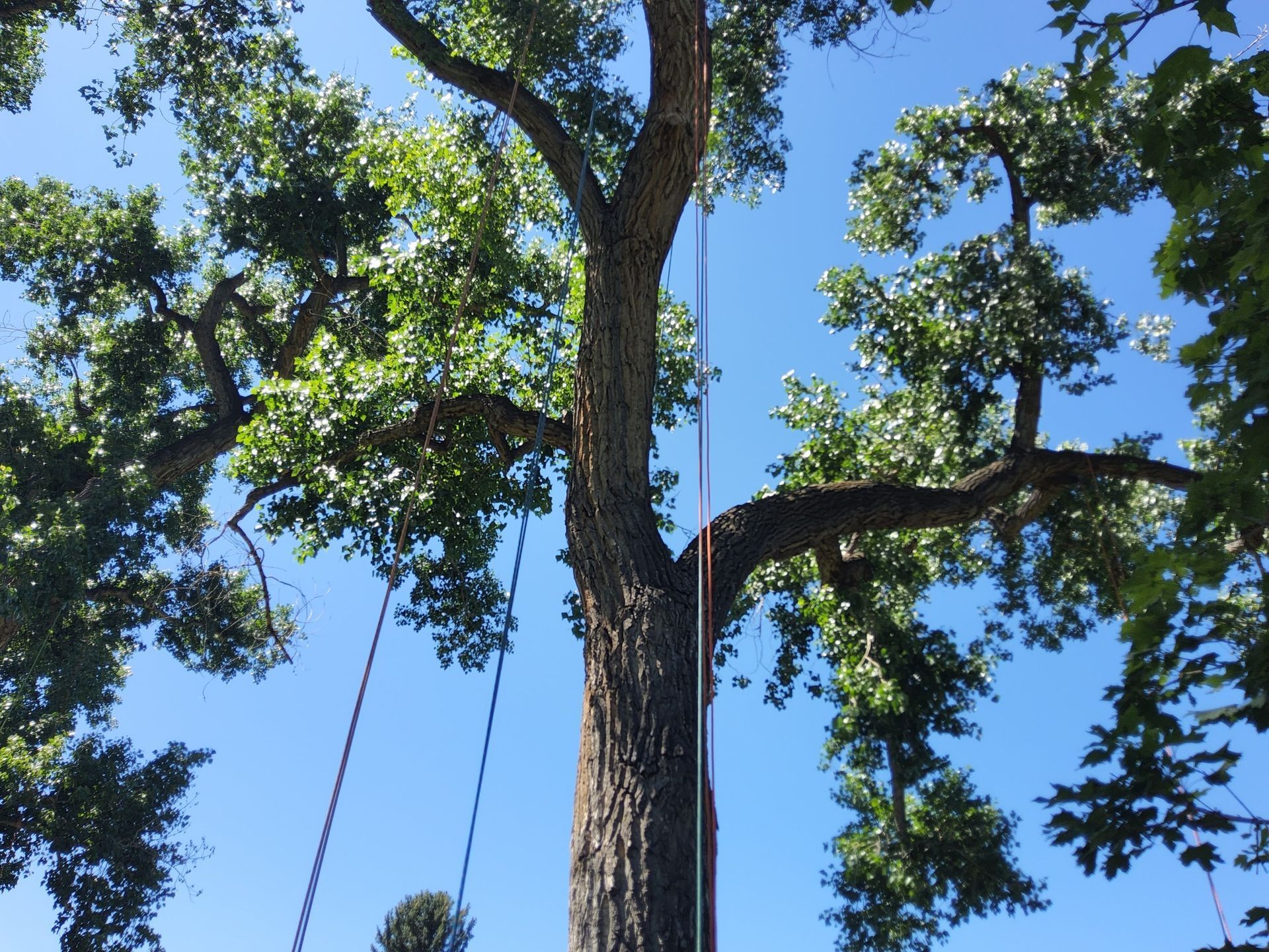 A person is climbing a tree with a rope.