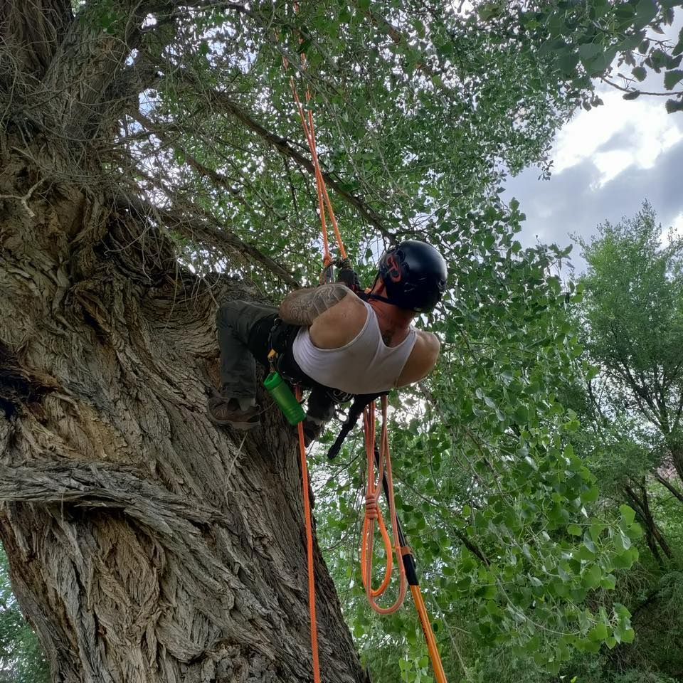 A man is climbing a tree with ropes and a helmet on.