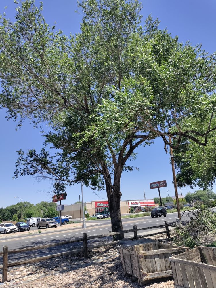 A large tree is sitting on the side of the road next to a wooden fence.