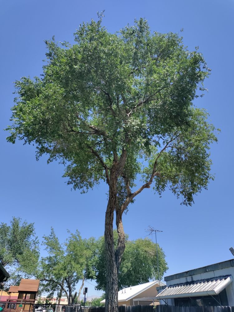 A large tree with lots of leaves is in front of a house.