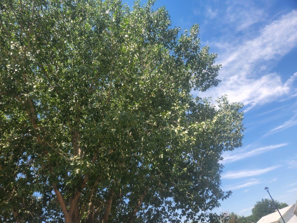 A tree with lots of leaves against a blue sky