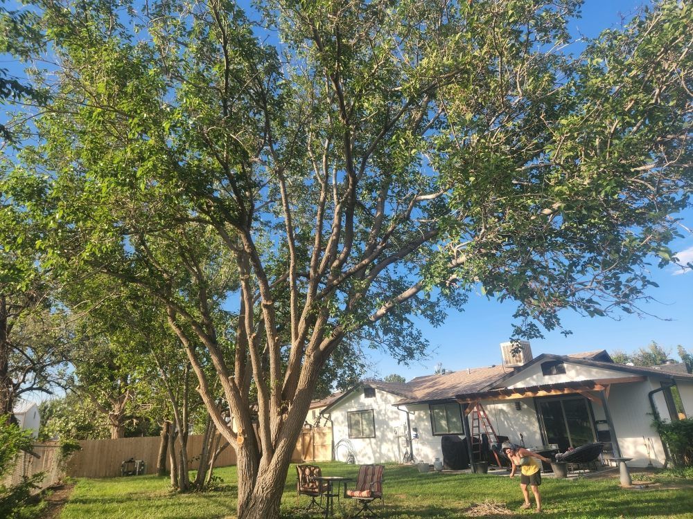 A house with a large tree in front of it.