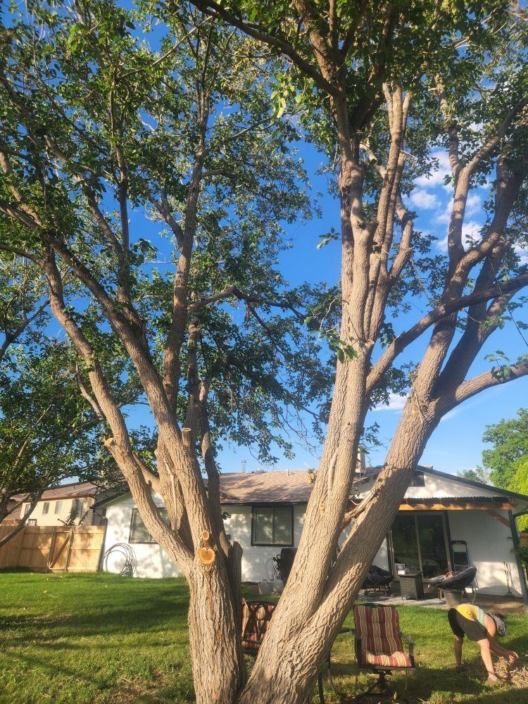 A man is standing under a tree in front of a house.