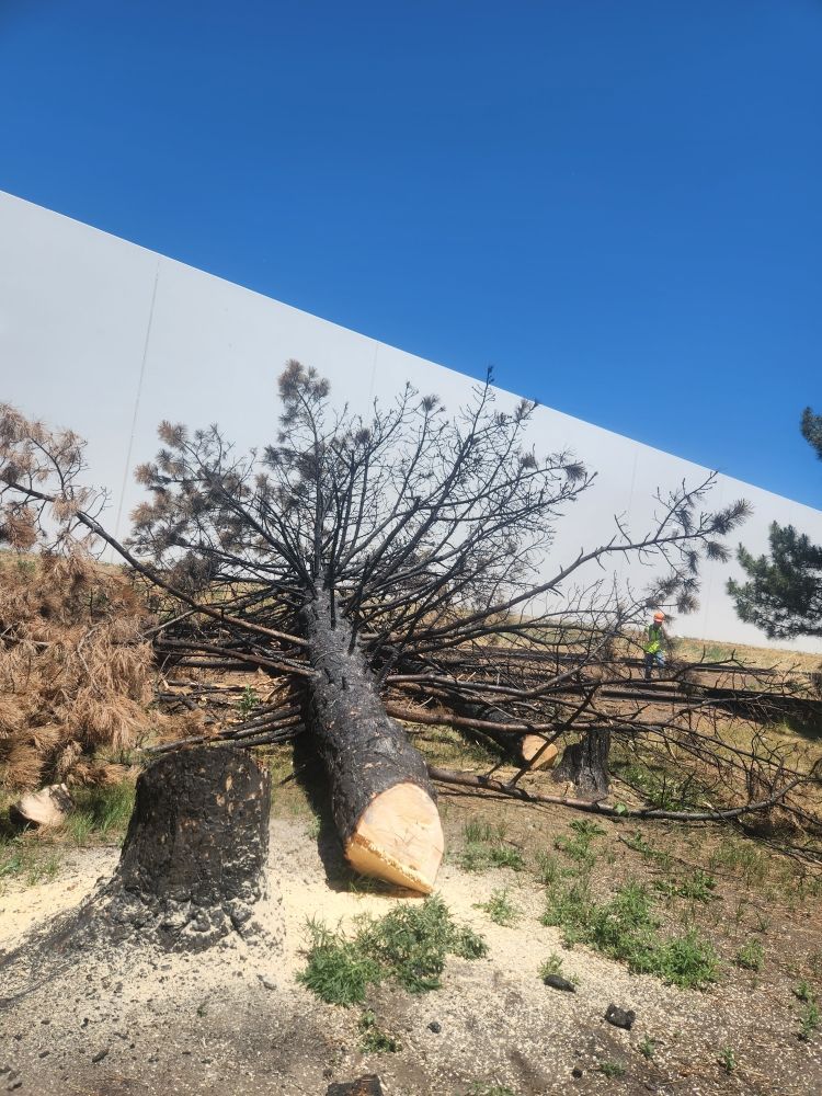 A large tree stump is laying on the ground in front of a building.