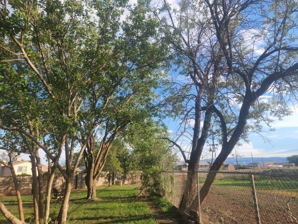 A fenced in area with trees and grass and a blue sky in the background.