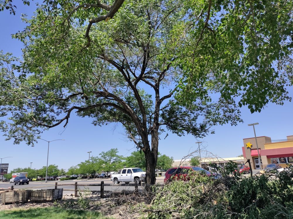 A tree is sitting in the middle of a parking lot next to a building.