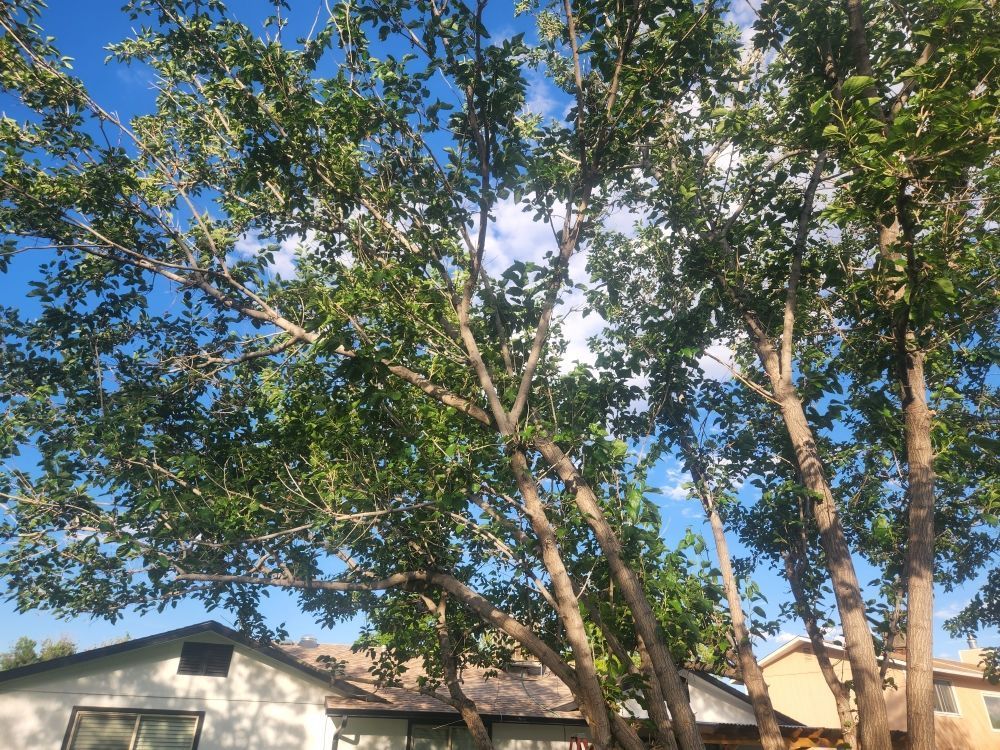 A house with a lot of trees in front of it.