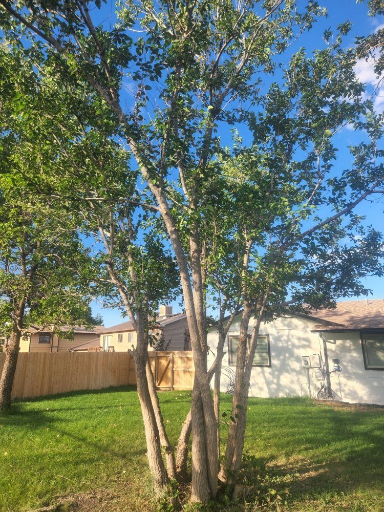 A tree in a backyard with a house in the background.