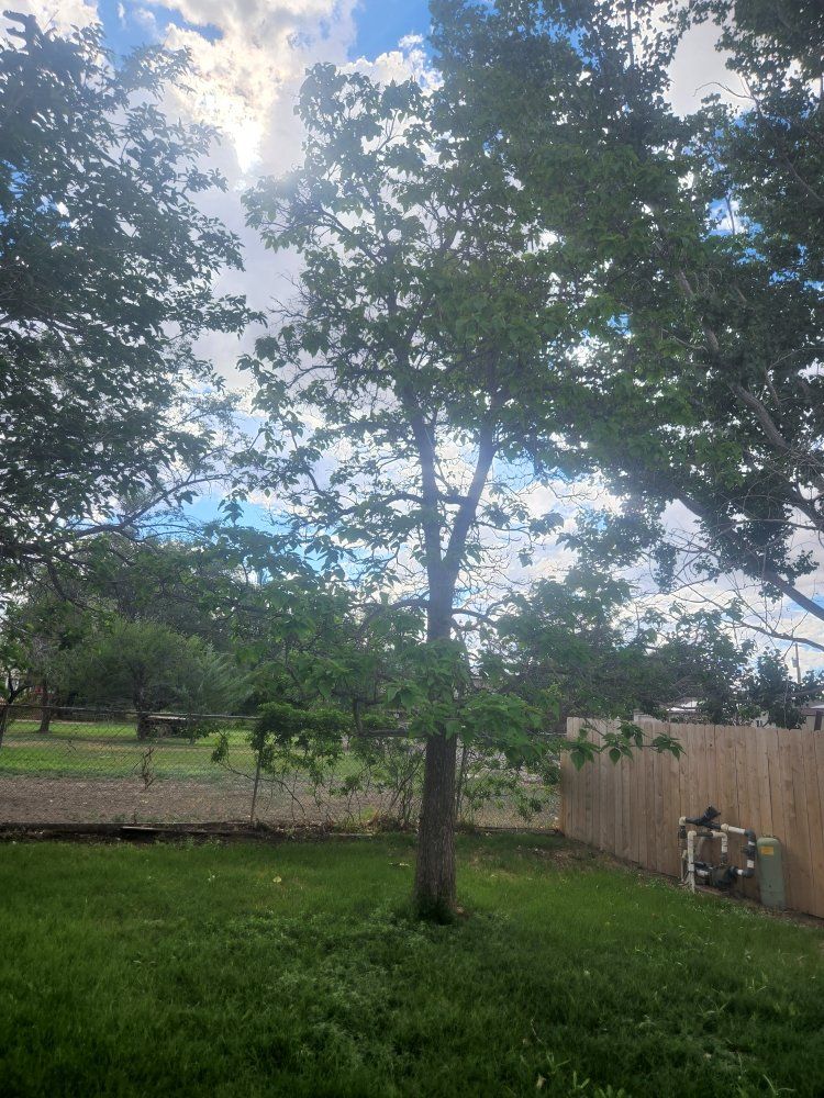A tree in a yard with a fence in the background.