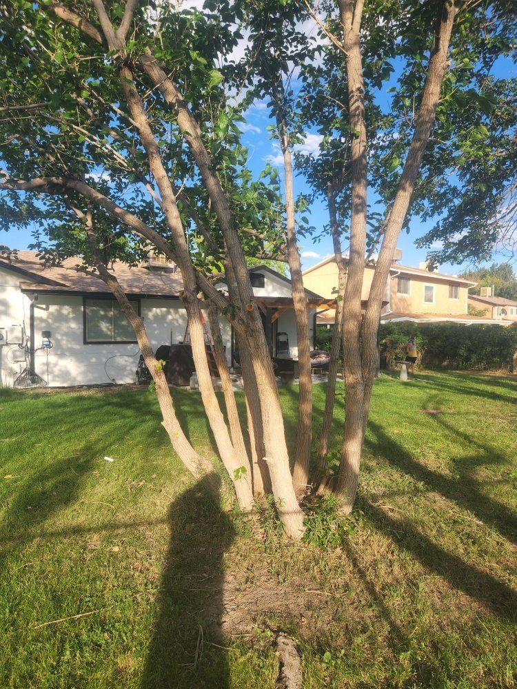 A house with a lot of trees in front of it.