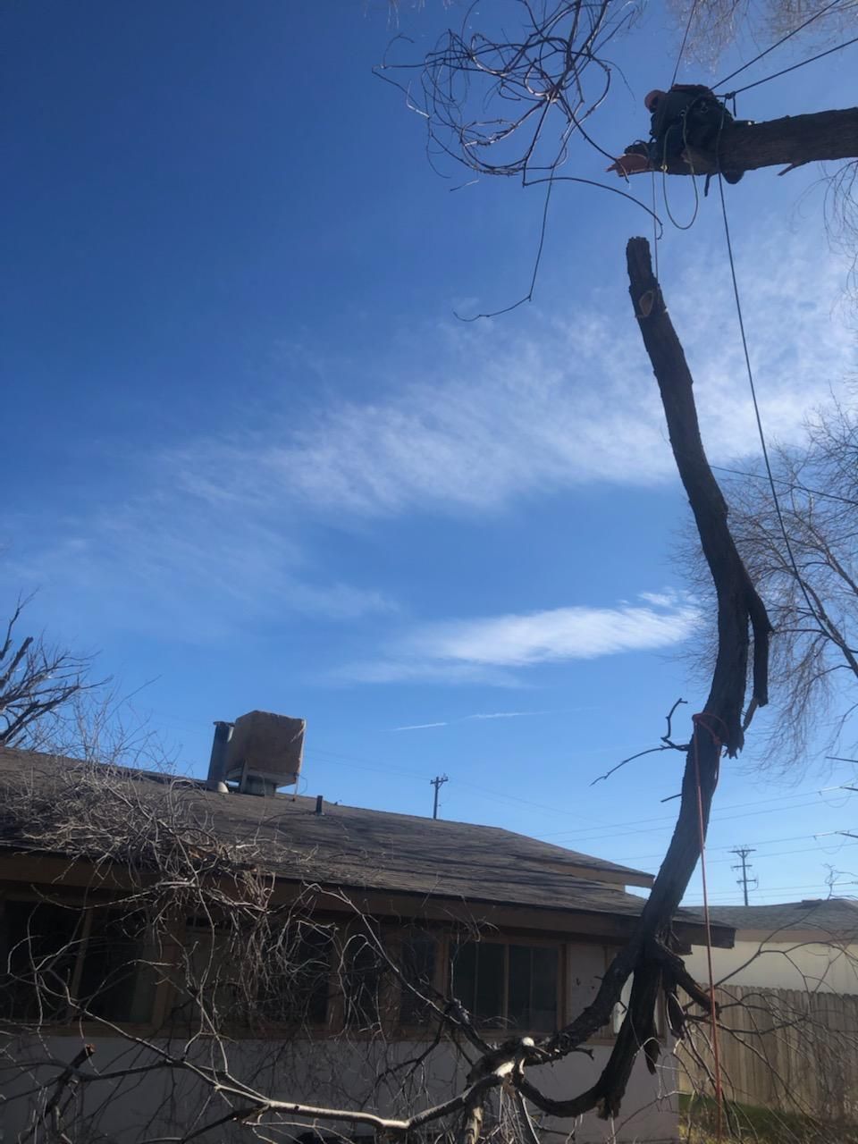 A tree is being cut down in front of a house