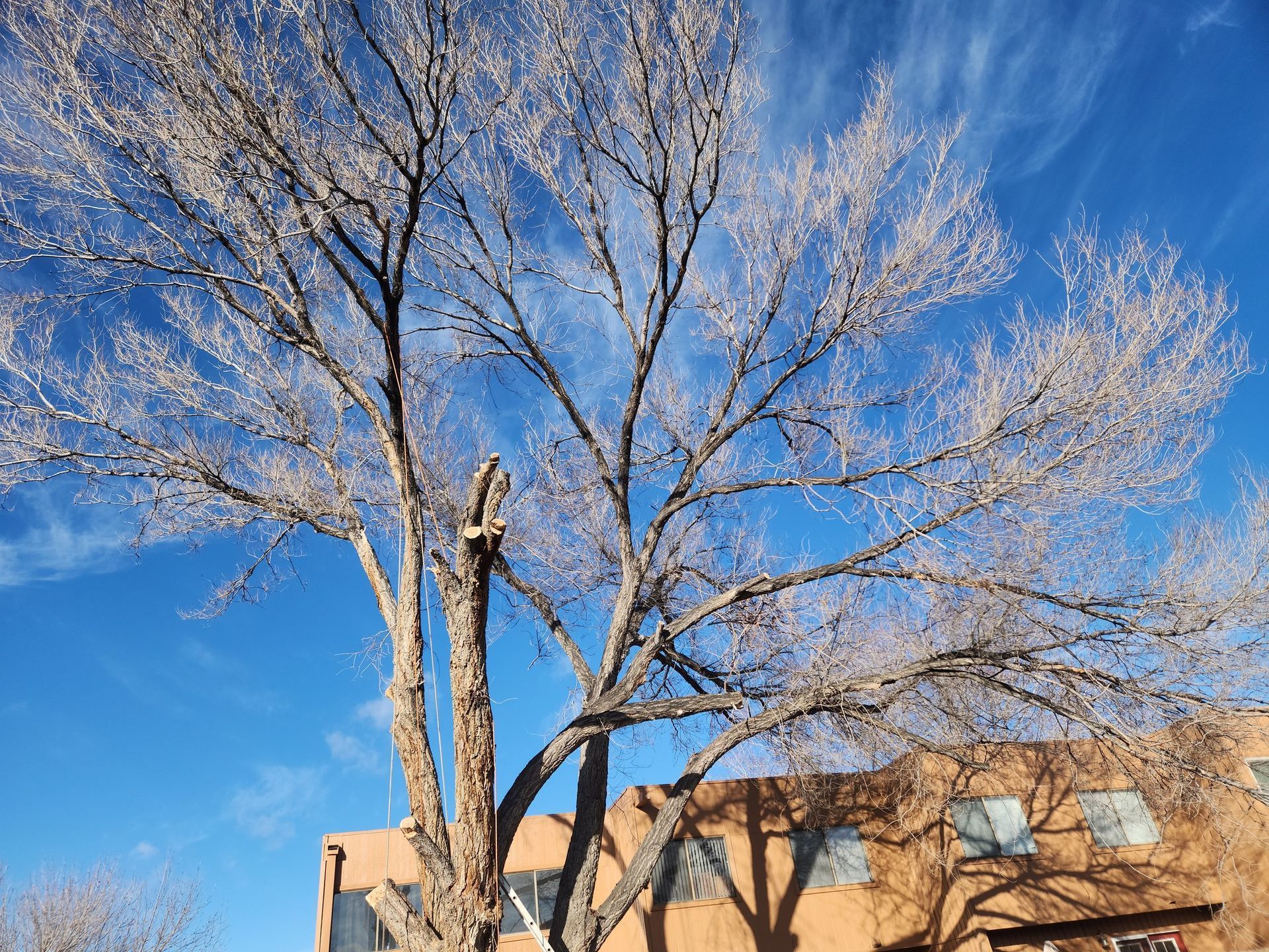 A tree with a blue sky in the background is in front of a building.