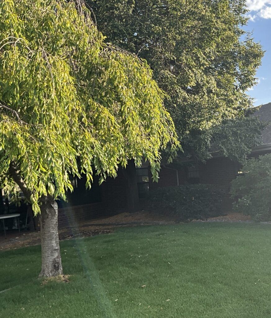 A tree with lots of leaves is in the middle of a lush green field.