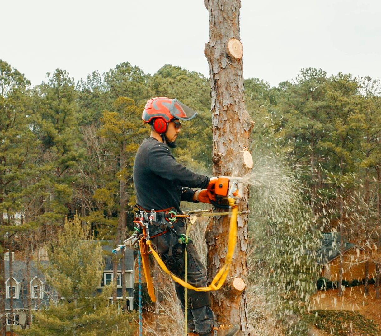 A person wearing a helmet and safety gear uses a chainsaw to prune a tall tree in a forested residential area.