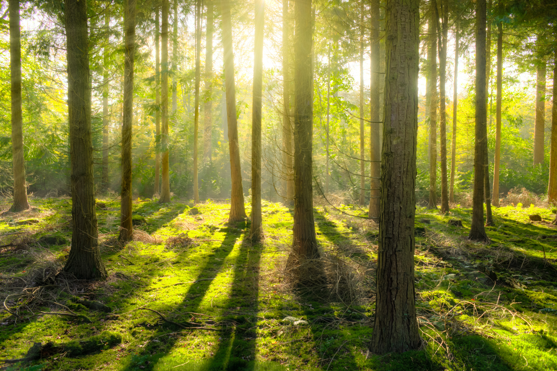 trees in peaceful forest