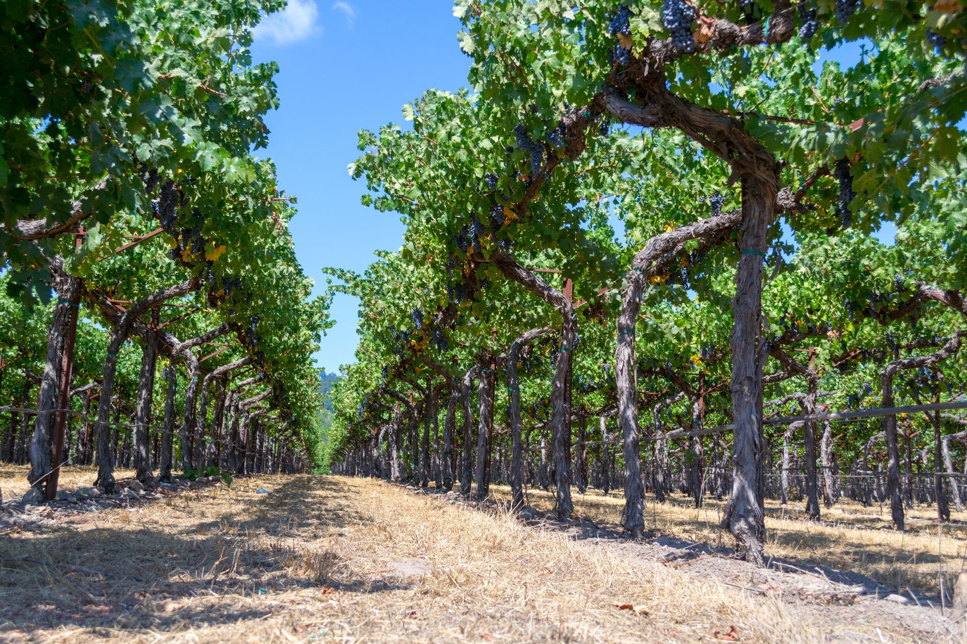 Vineyard rows of grape vines under a bright blue sky.