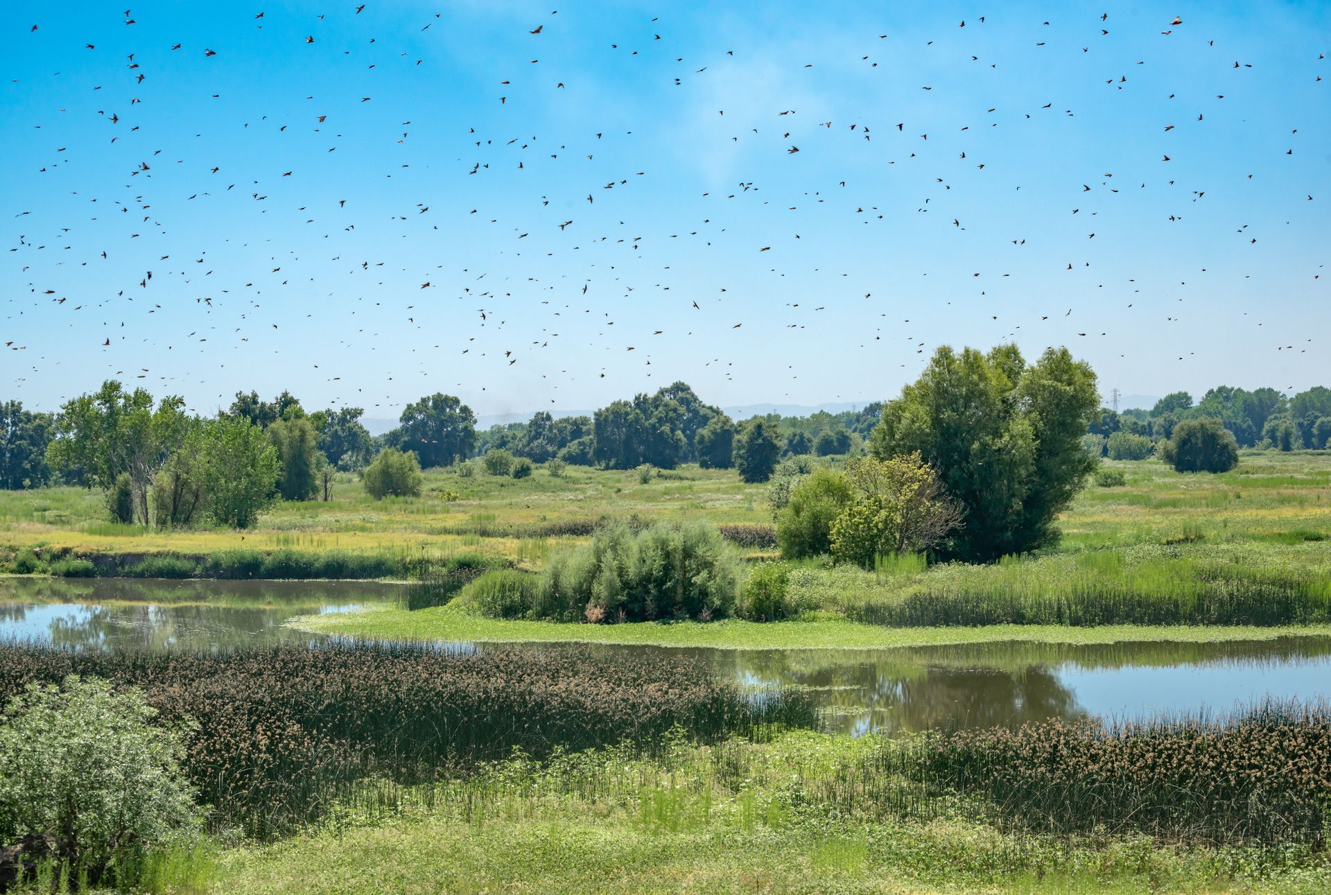 A scenic wetlands with a swarm of dark insects above a grassy, tree-lined landscape under a blue sky.