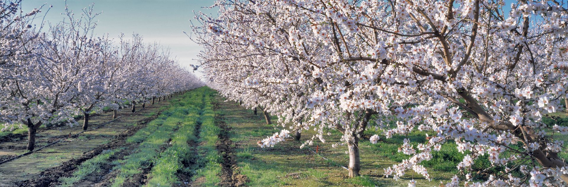 Blooming orchard rows with white blossoms framing a grassy path under a cloudy sky