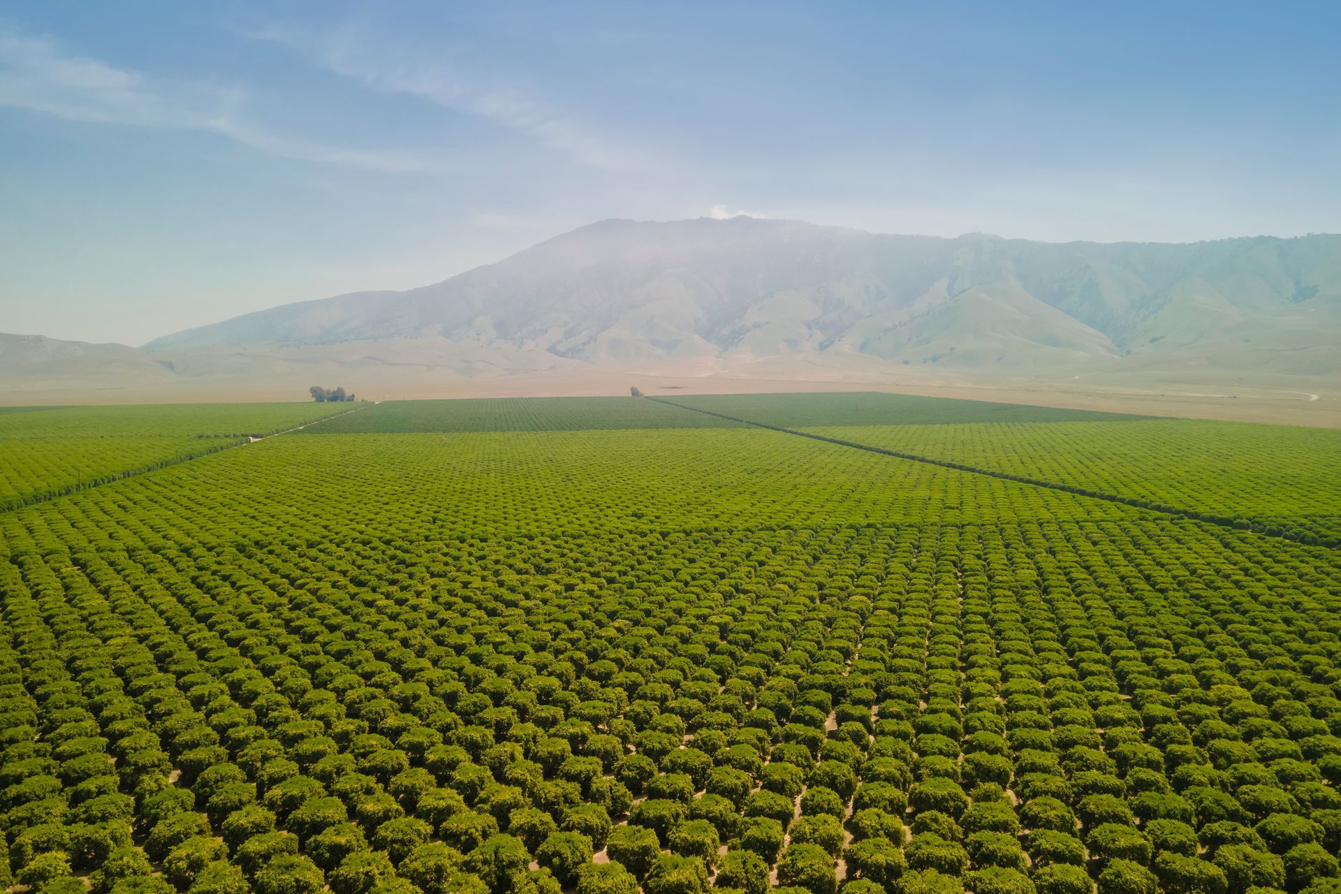 Aerial view of a large, green orchard in Kern County valley with mountains under a clear blue sky.