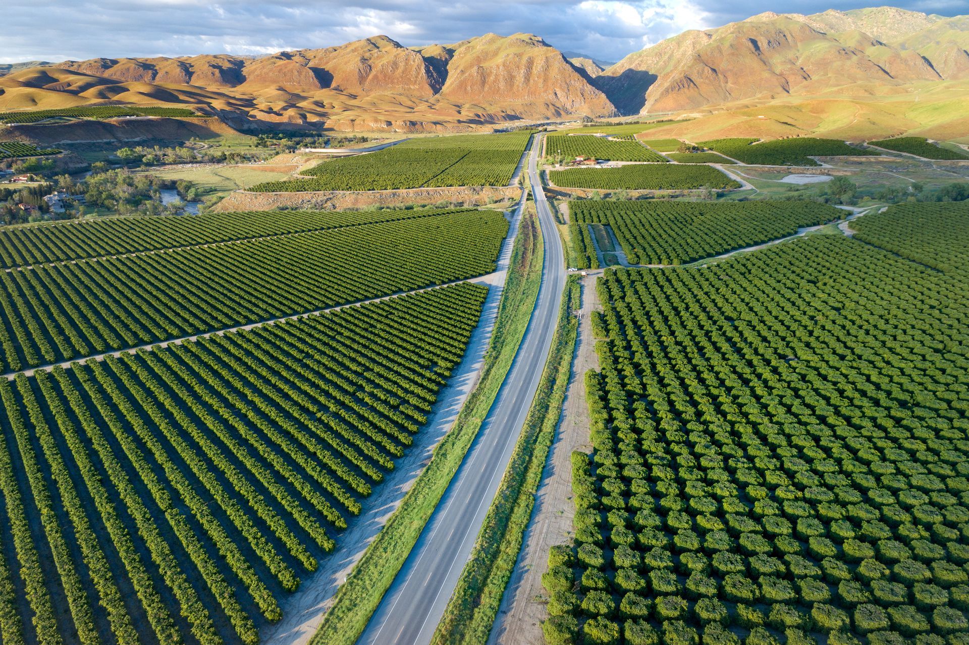 Aerial view of a road through a large green orchard, with mountains in the background under a cloudy sky.