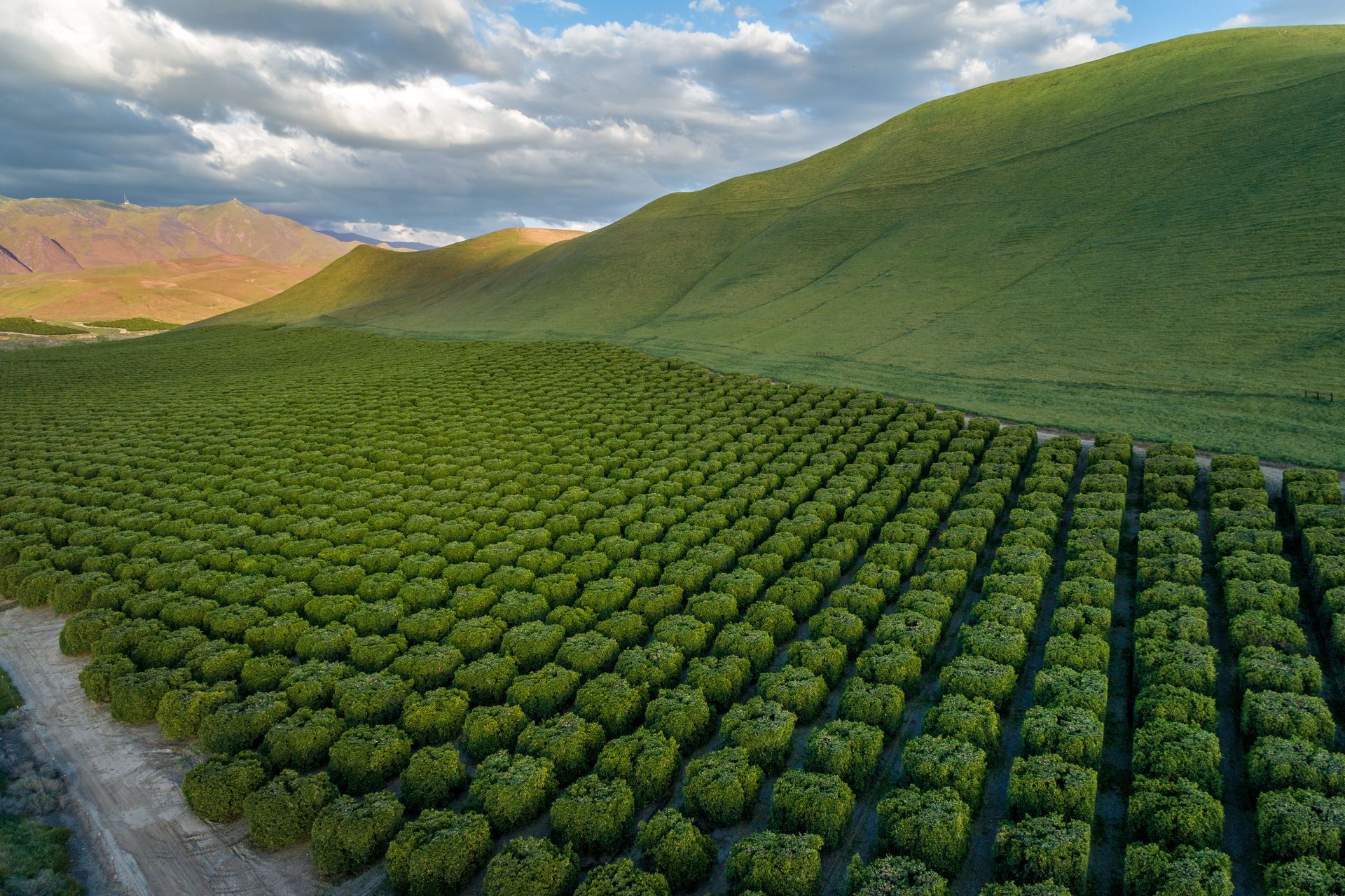 Rows of green vineyards on a hillside under a cloudy sky, with mountains in the distance